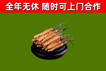 双鸭山市回收散虫草